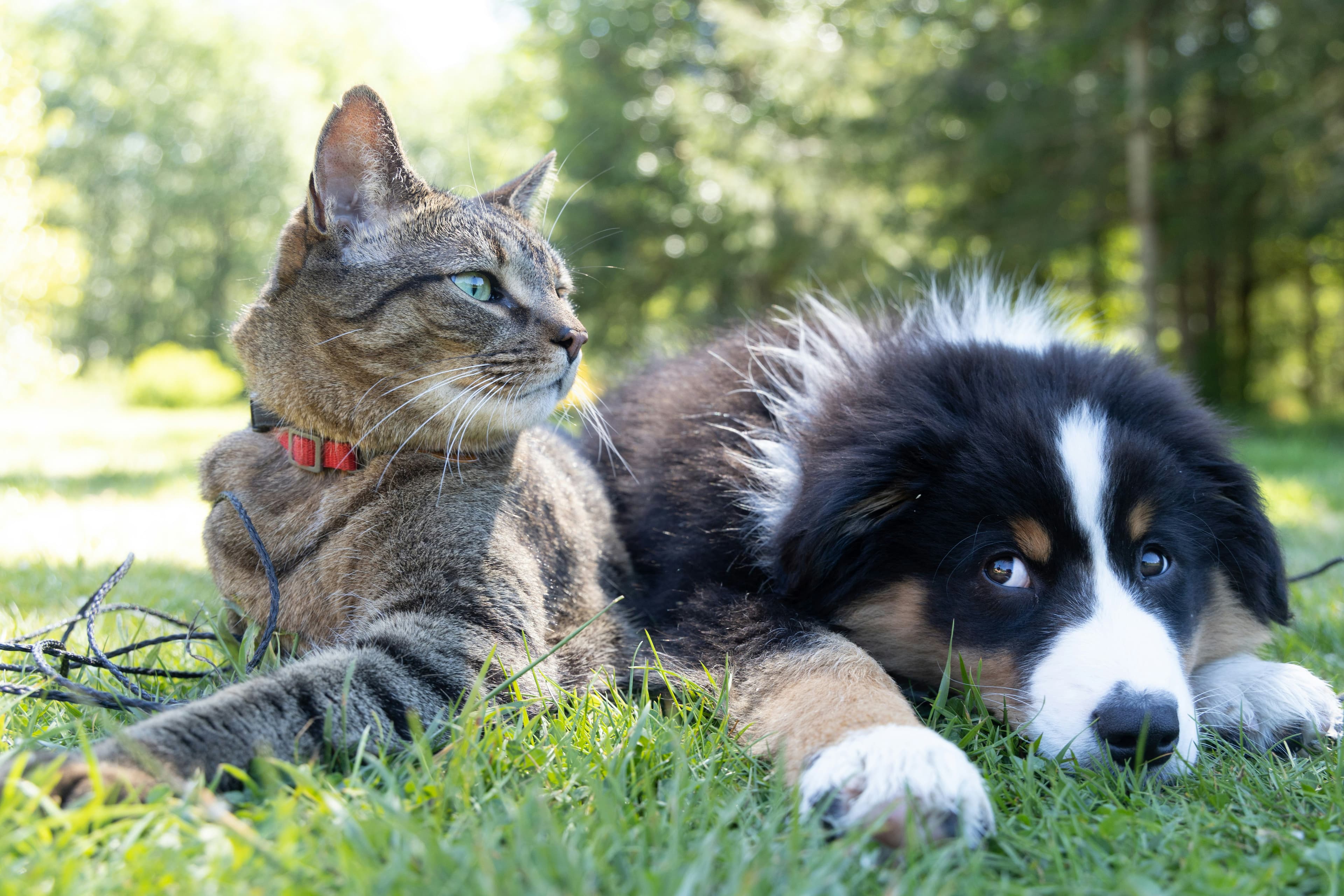 Un chat et un chien allongés ensemble dans l'herbe