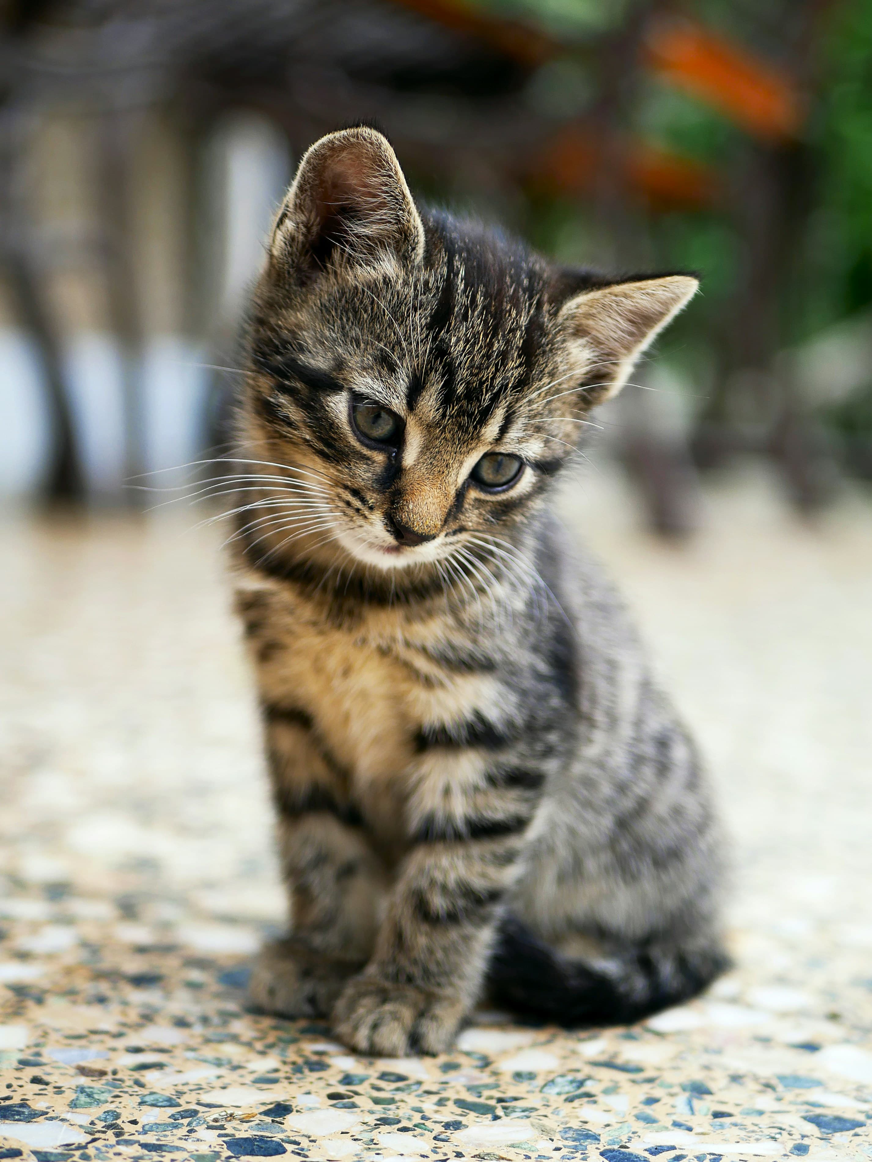 Un chat