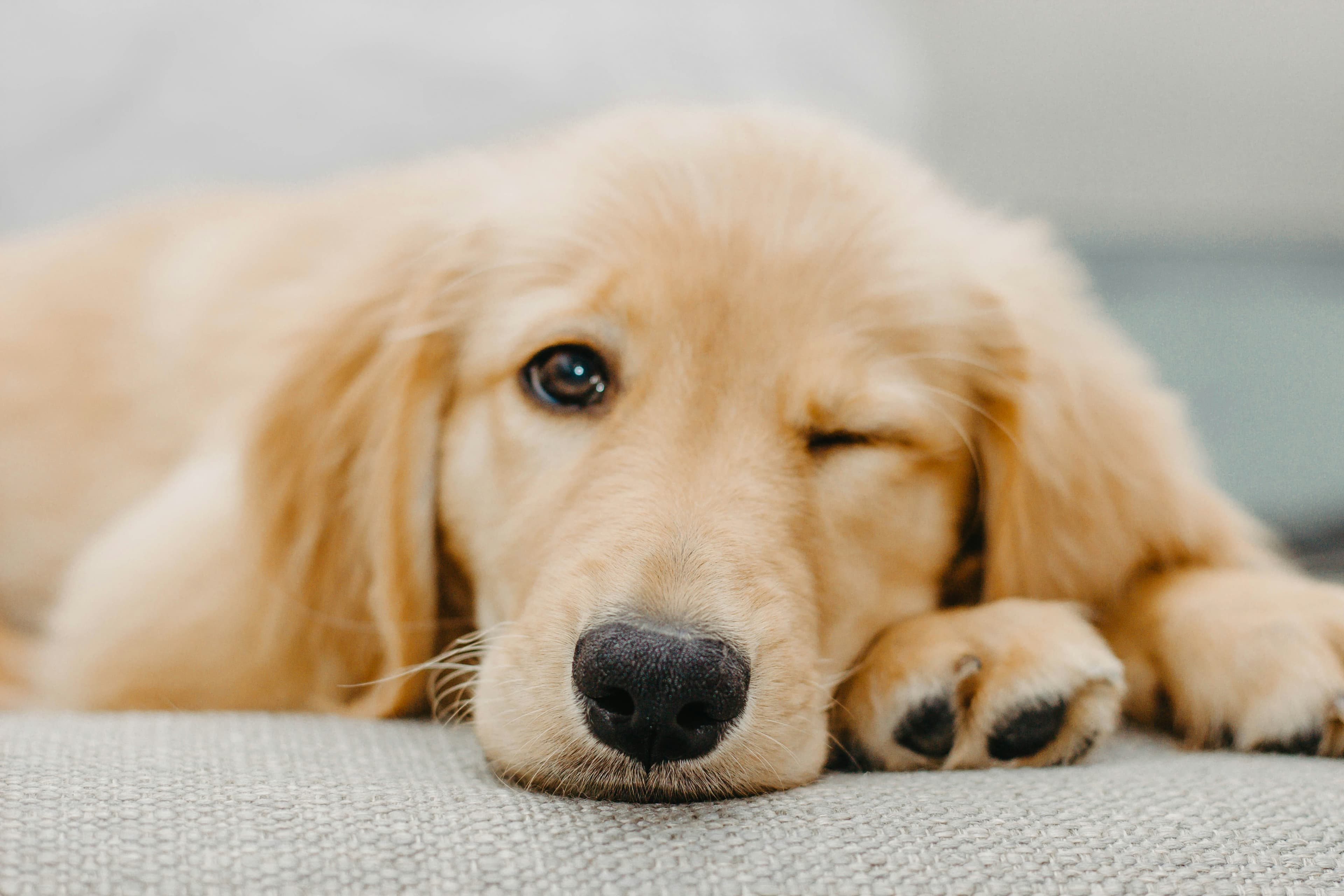 Un chien