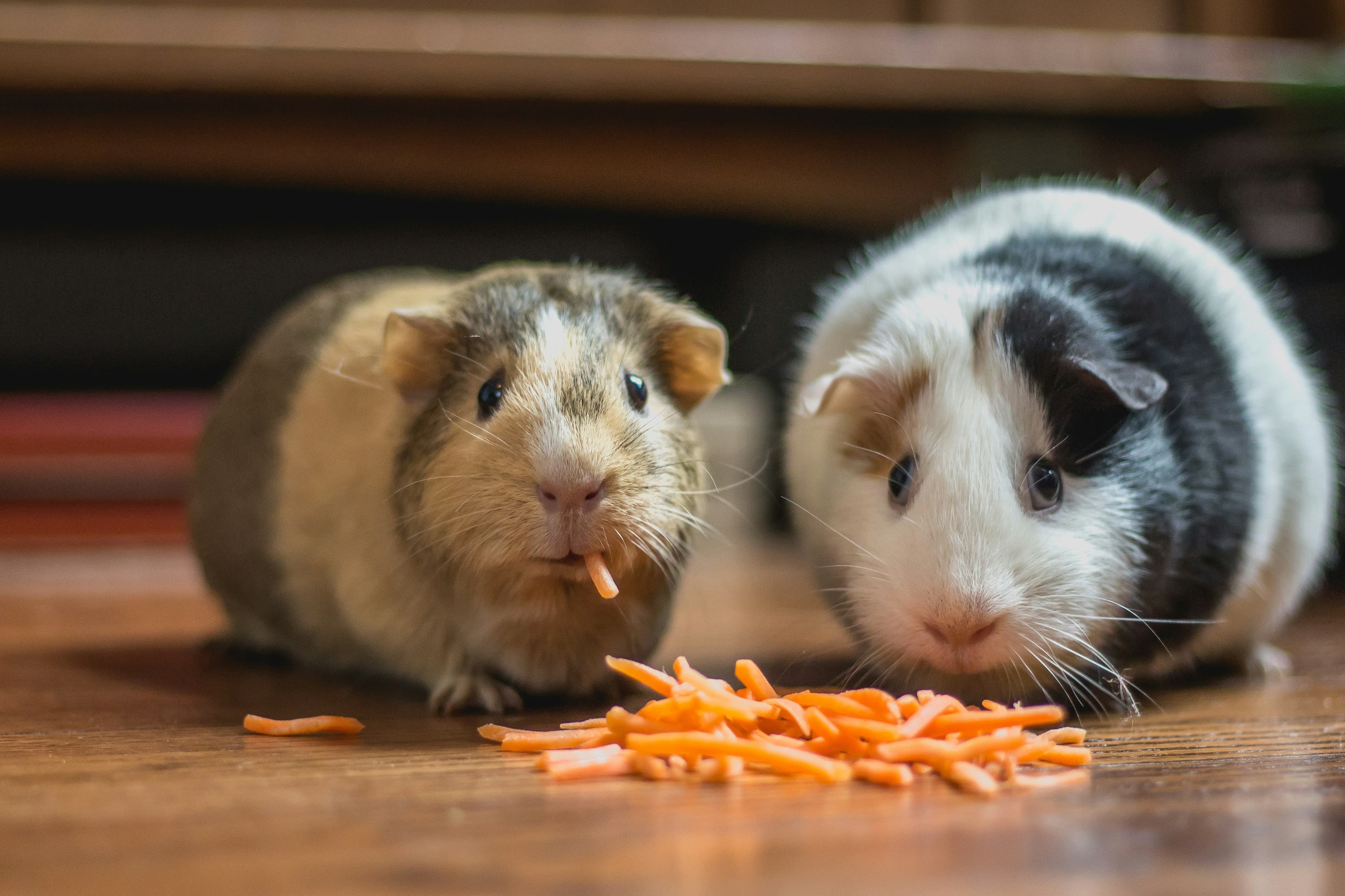 Deux cochons d'Inde