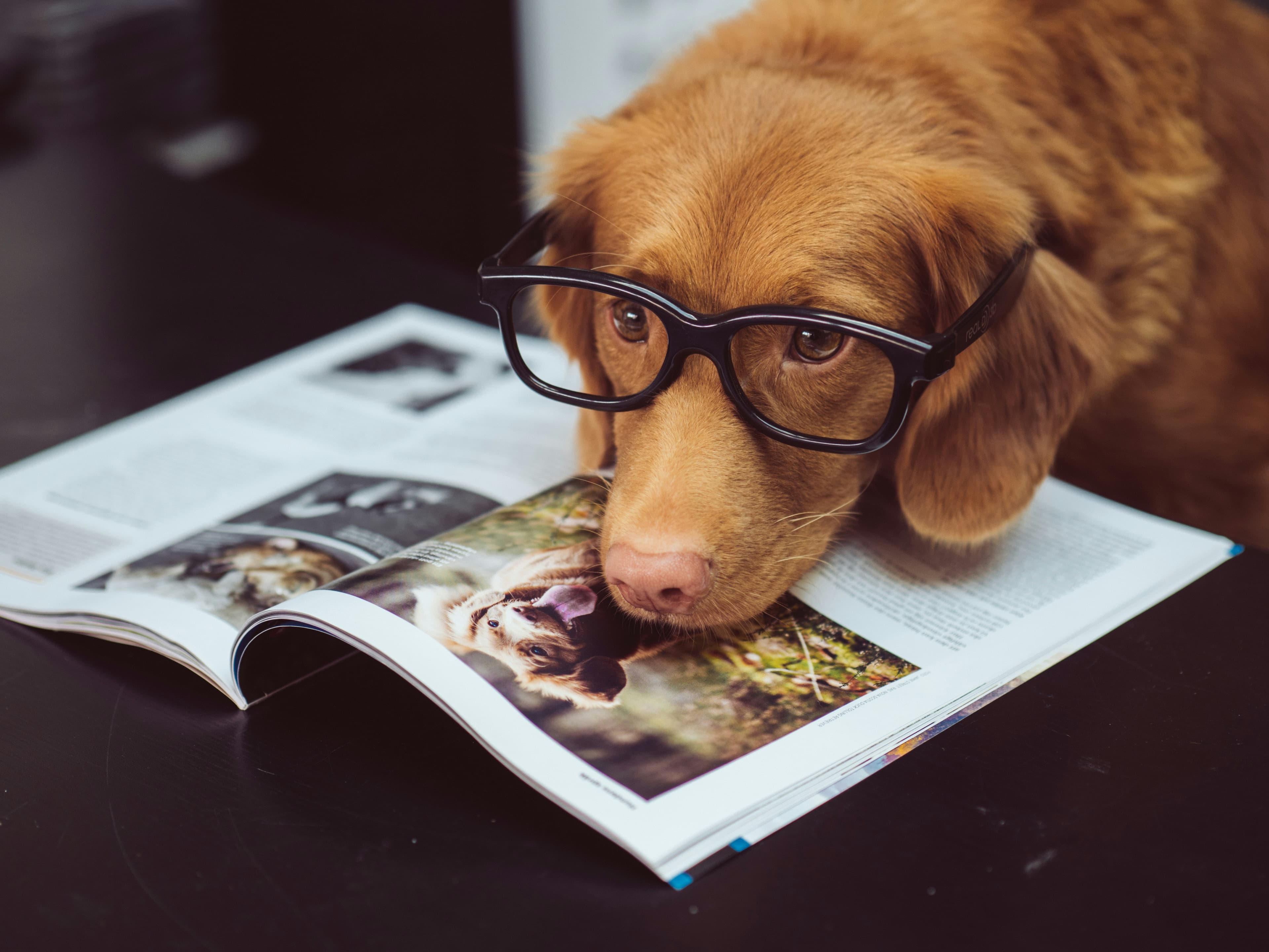 Un chien portant des lunettes devant un magazine