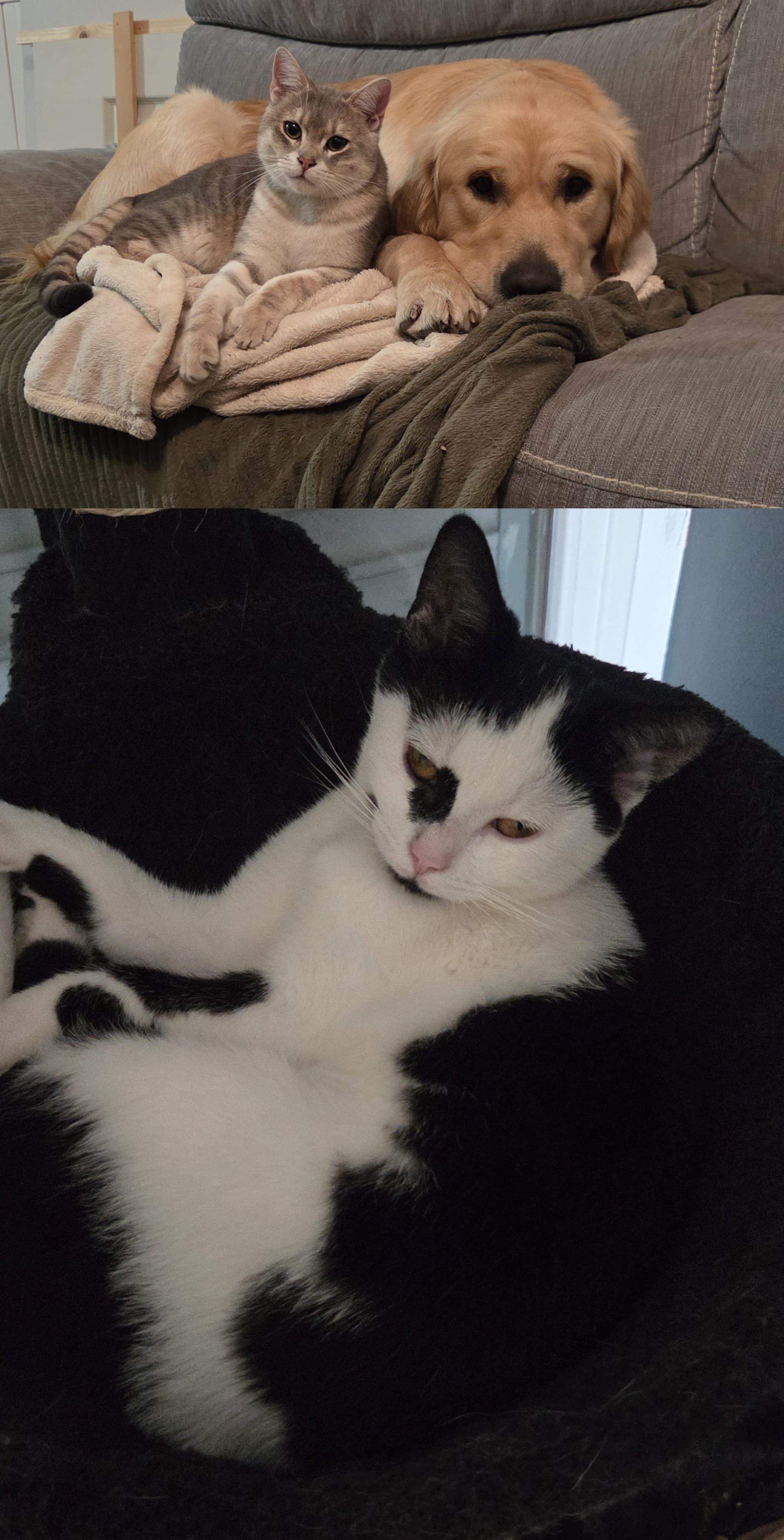 Natsu, Happy et Curly, les animaux à l'origine de Kibbl